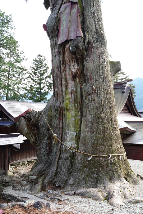 久津八幡宮の夫婦スギ（雄杉）