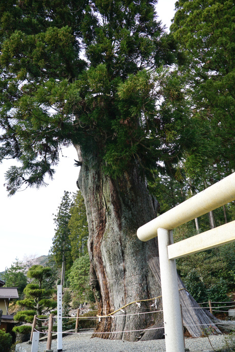 久津八幡宮の夫婦スギ（雌杉）