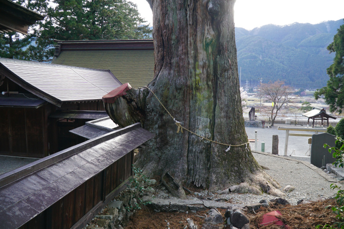 久津八幡宮の夫婦スギ（雄杉）