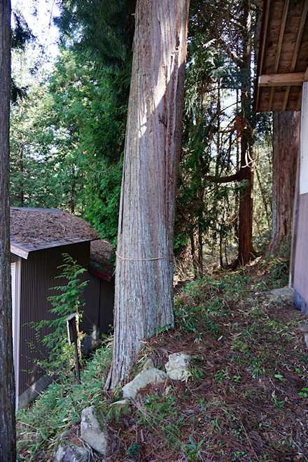 八幡神社のまきの木