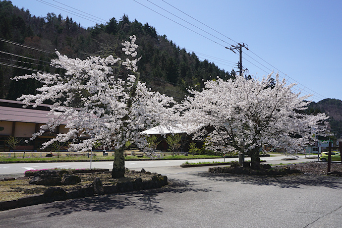 万石公民館の桜