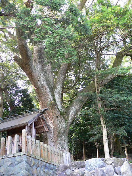 松山諏訪神社の大クス