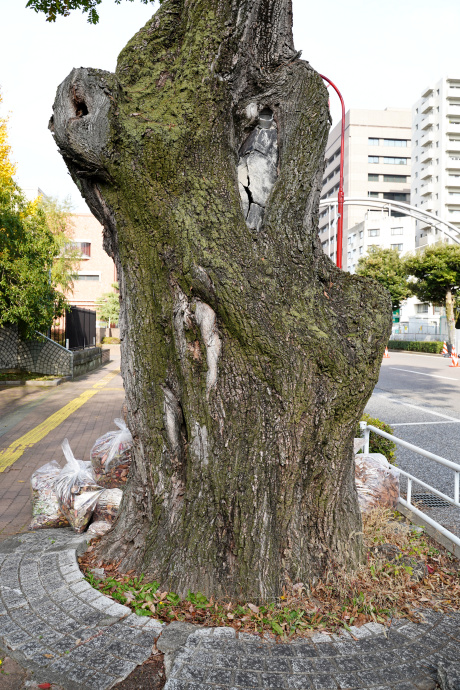 明徳町のシナサワグルミ