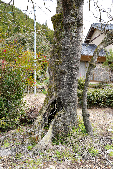 水戸野のオオカキ