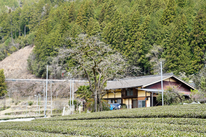 水戸野のオオカキ(遠景）