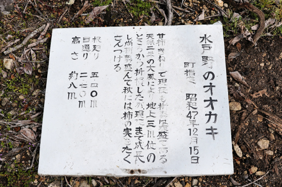 水戸野のオオカキ説明板