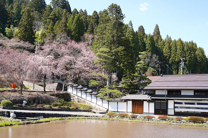 宮谷の桜・羽根の大マキ