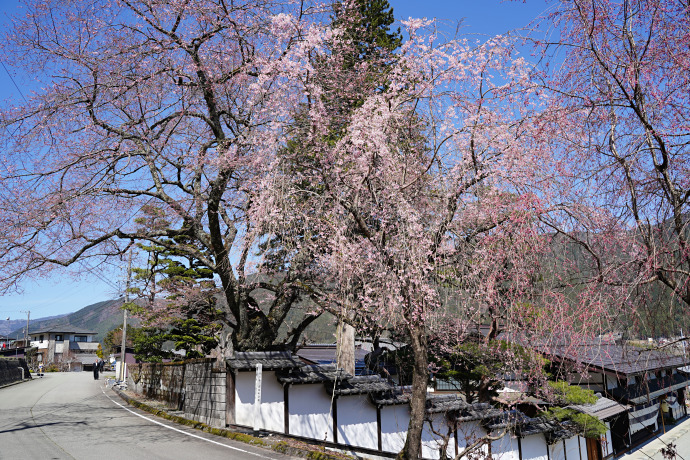 宮谷の桜