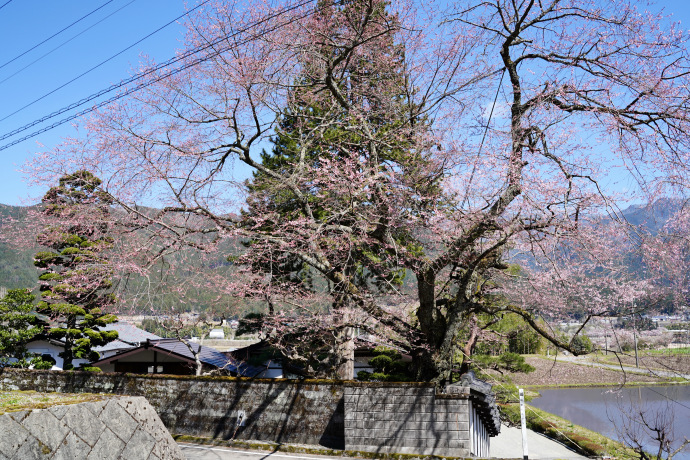 宮谷の桜・羽根の大マキ