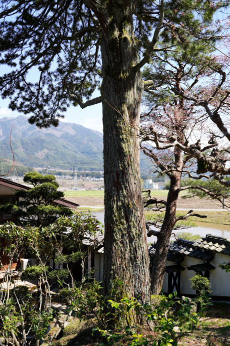 羽根の大マキ