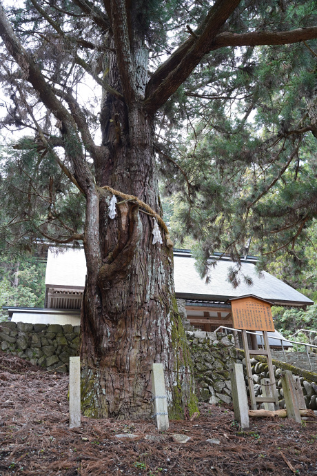 宮谷神明神社の夫婦スギ（雌杉）