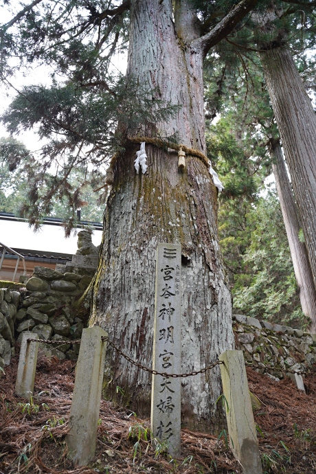 宮谷神明神社の夫婦スギ（雄杉）