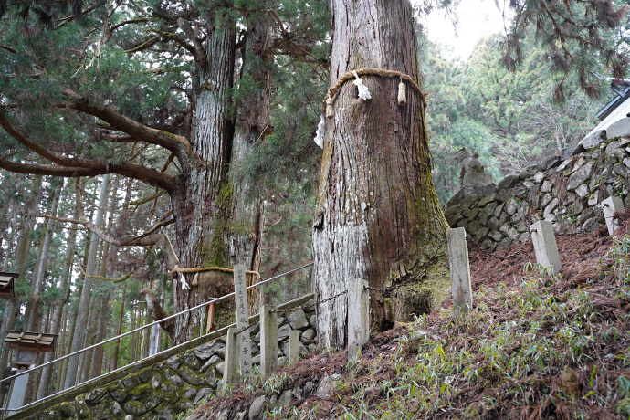 宮谷神明神社の夫婦スギ（雄杉）