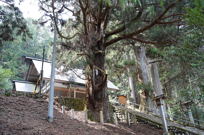 宮谷神明神社の夫婦スギ（雌杉）