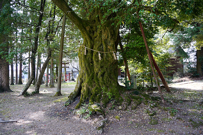 文殊八幡神社の椎