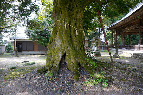 文殊八幡神社の椎