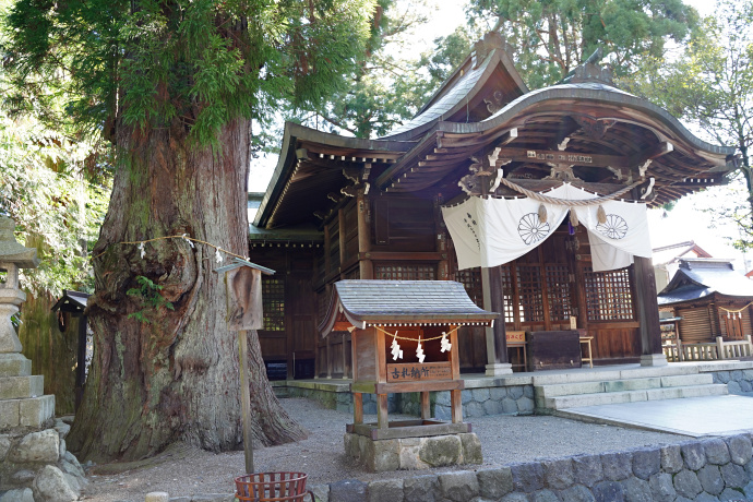 森水無八幡神社のスギ