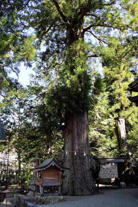 森水無八幡神社のスギ