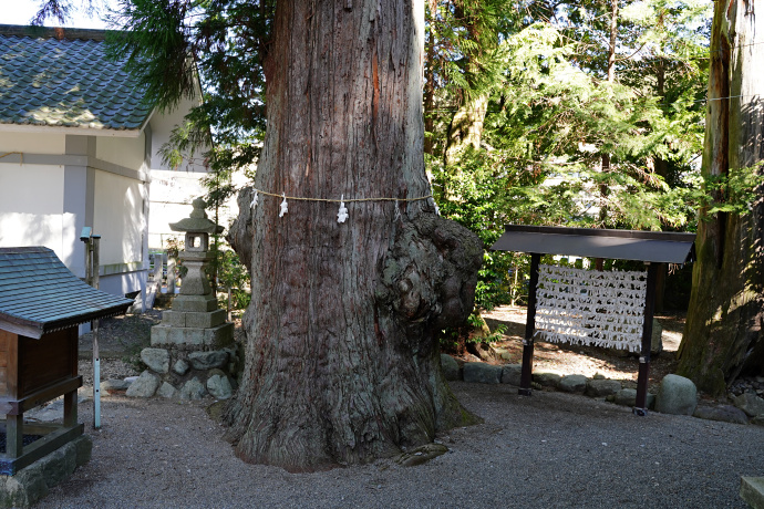 森水無八幡神社のスギ