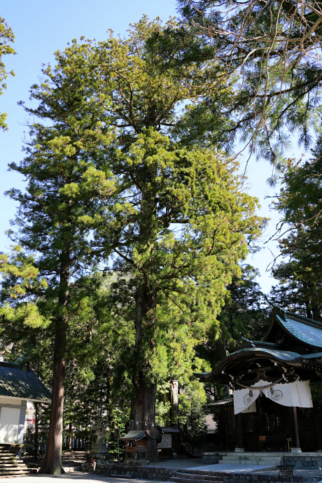 森水無八幡神社のスギ