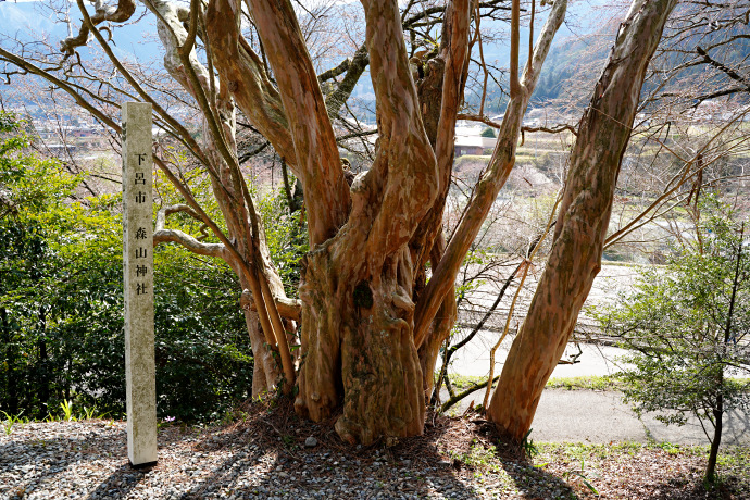 森山神社のサルスベリ