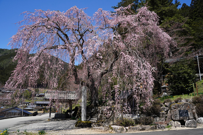 森山神社のしだれ桜