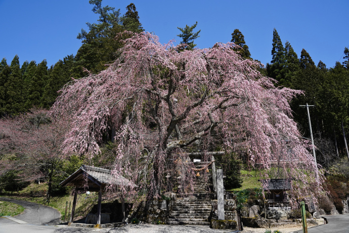 森山神社のしだれ桜