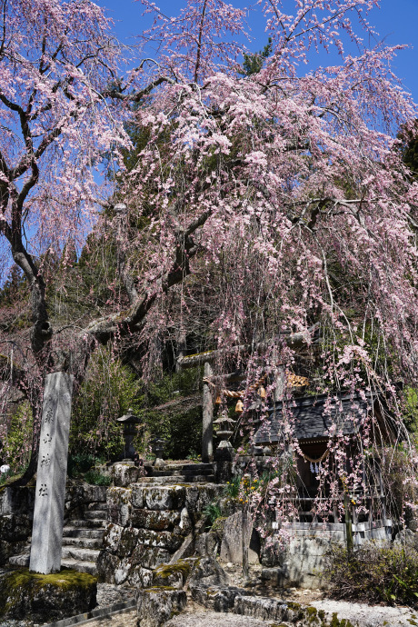 森山神社のしだれ桜