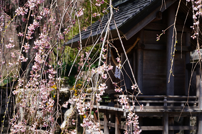 森山神社のしだれ桜