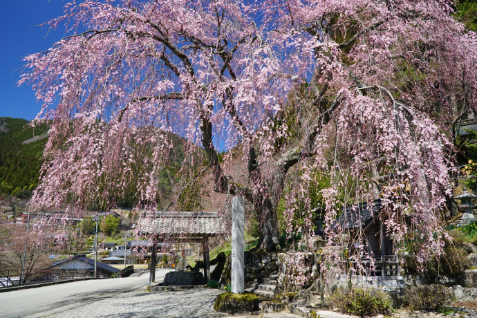 森山神社のしだれ桜