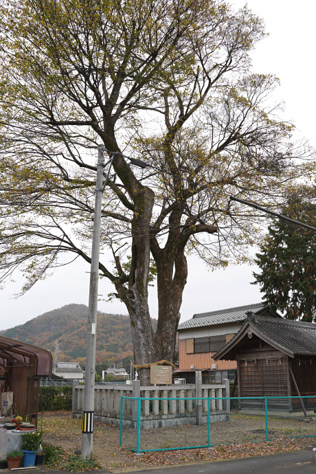 村国神社御旅所のムクノキ