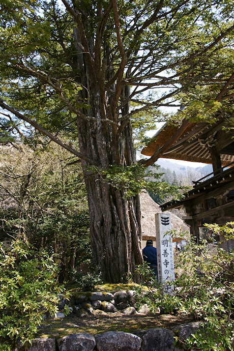 明善寺のイチイ