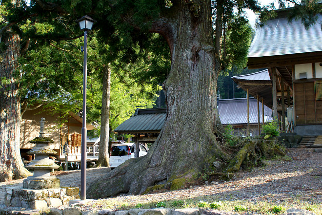 長滝白山神社のスギ