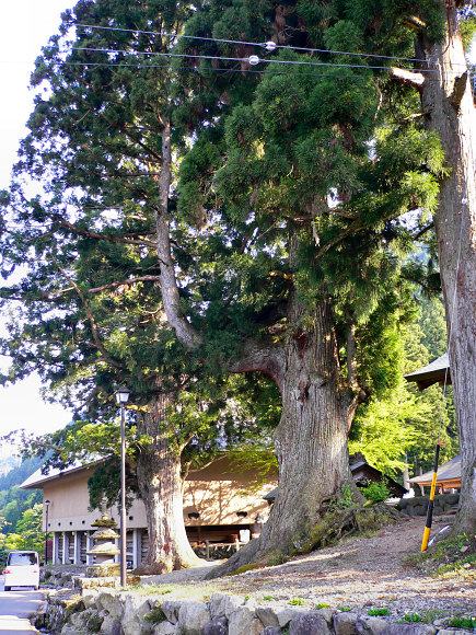長滝白山神社のスギ