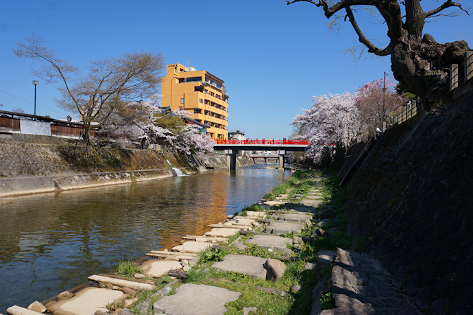 中橋周辺の桜