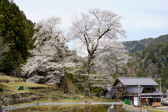 苗代桜