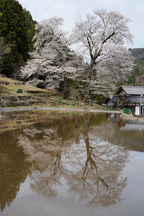 苗代桜