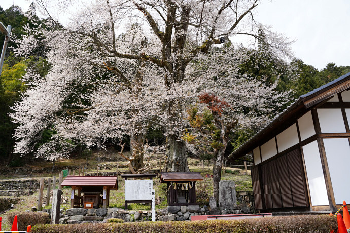 苗代桜