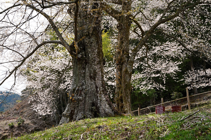 苗代桜