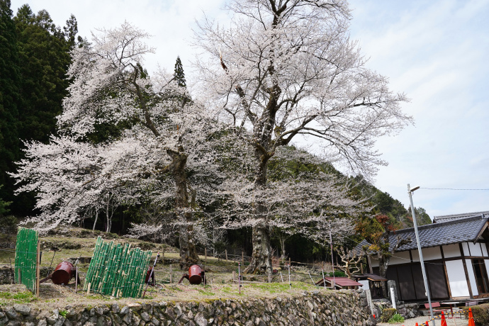 苗代桜