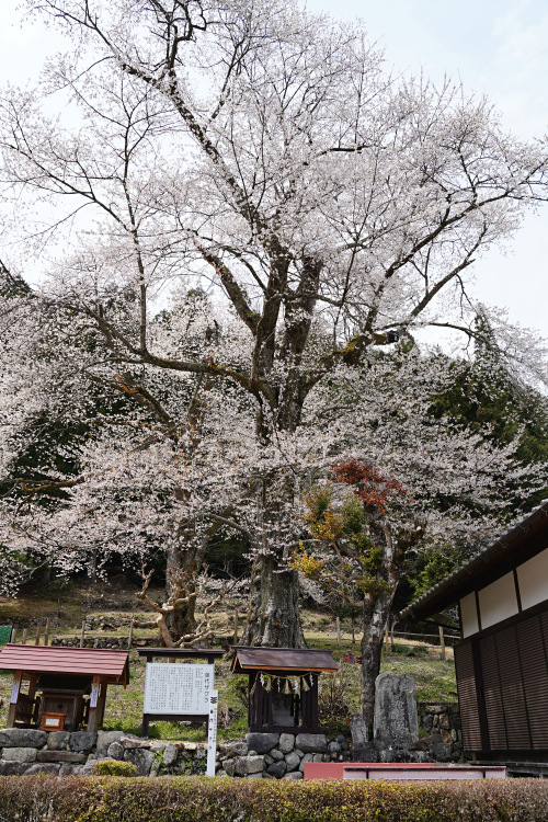 苗代桜