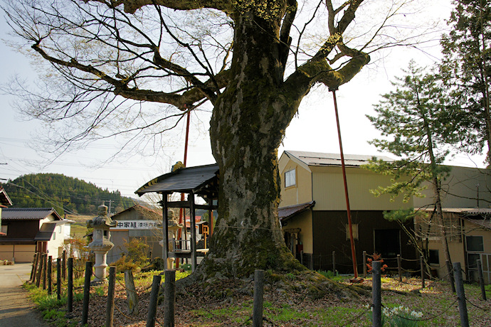 二之宮神社のケヤキ