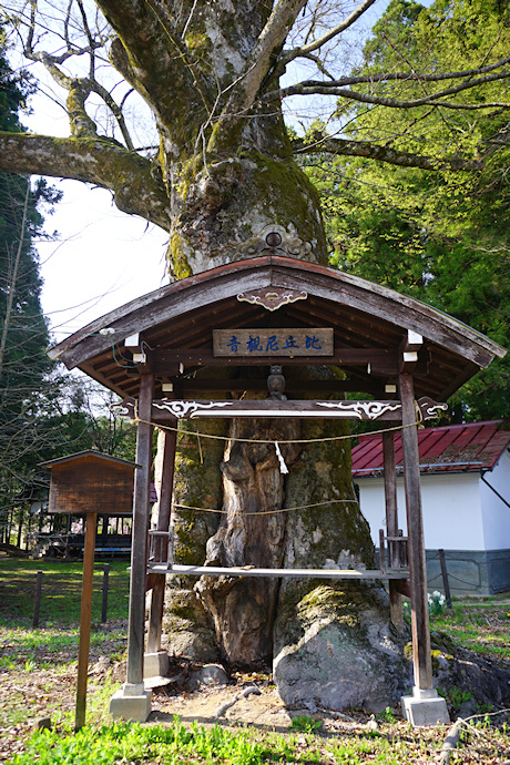 二之宮神社のケヤキ