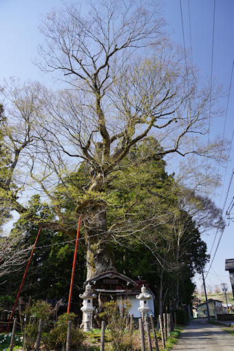 二之宮神社のケヤキ