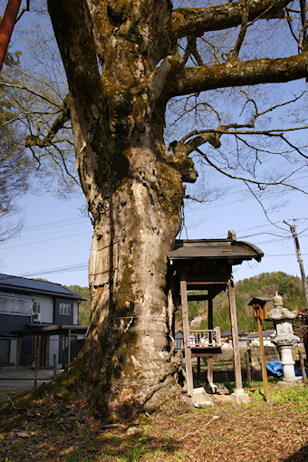 二之宮神社のケヤキ