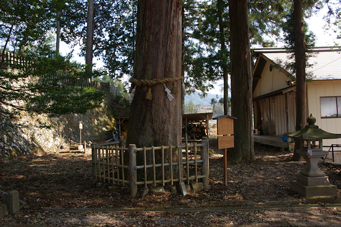 錦山神社の大スギ