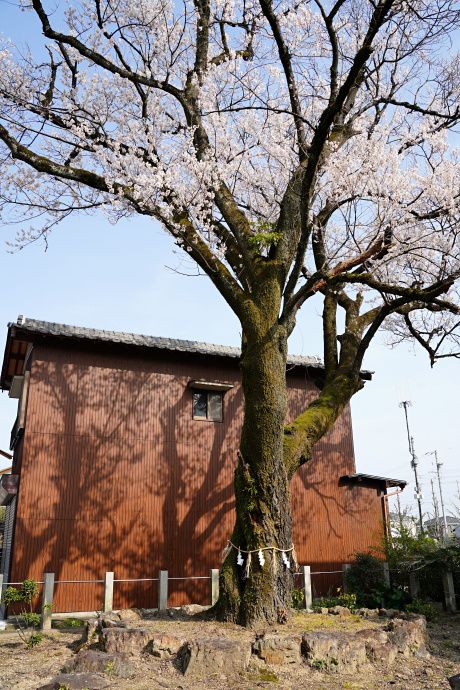 信長公的場桜