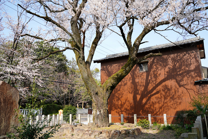 信長公的場桜