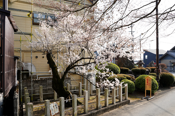 信長公弓掛桜