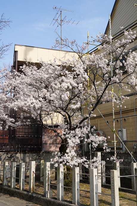 信長公弓掛桜